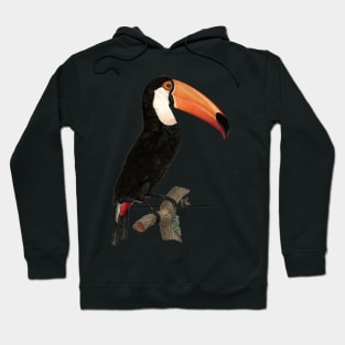 Regal Toucan sitting on Branch Hoodie